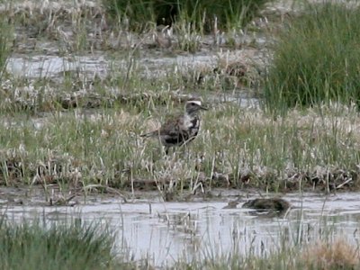 Golden-Plover, Pacific or American?