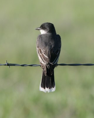 Eastern Kingbird