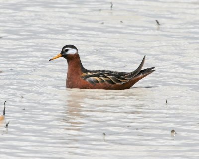 Red Phalarope '07