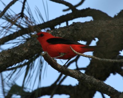 Scarlet Tanager