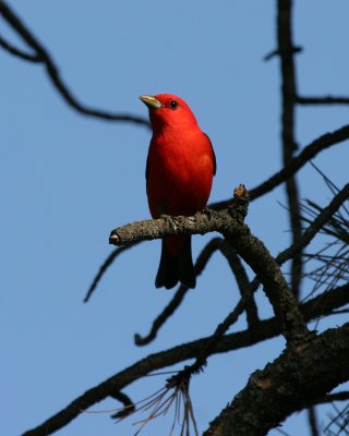Scarlet Tanager