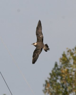 Long-tailed Jaeger