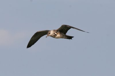 Long-tailed Jaeger