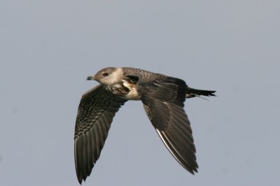 Long-tailed Jaeger