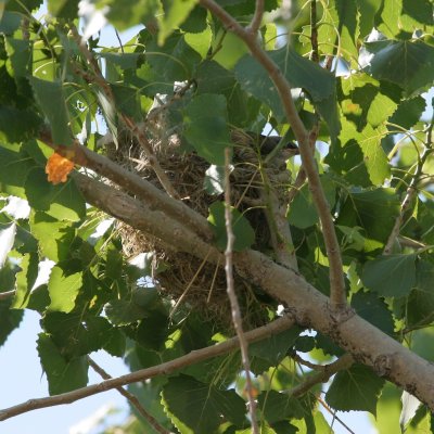 Nest with young