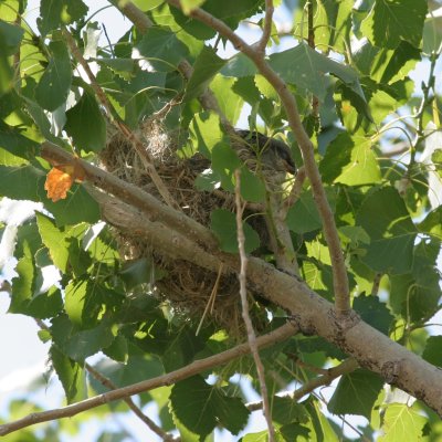 Nest with young