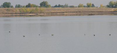 Seven Sabine's Gulls