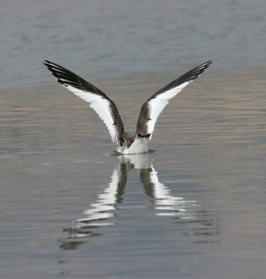 Sabine's Gull