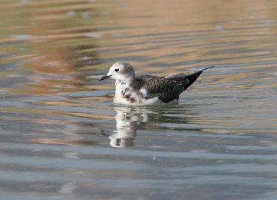 Sabine's Gull