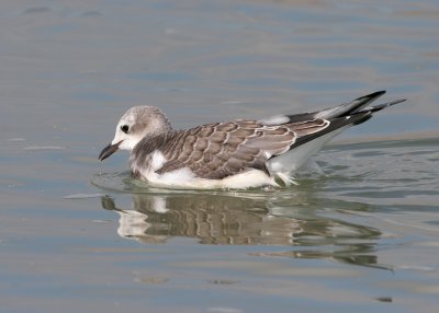 Sabine's Gull