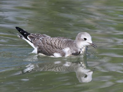 Sabine's Gull