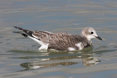 Sabine's Gull
