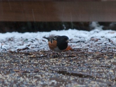 Spotted Towhee