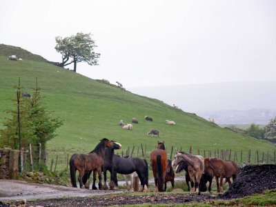 sheep and horses