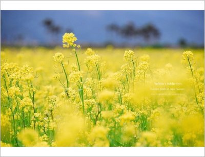 ªáªFÁa¨¦ªoµæªá¥Ð¡i¶À¦â¨I·Ä ¡jRape flower field : yellows addiction