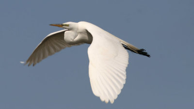 Great Egret in flight with neck folded