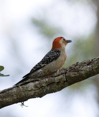 Red-bellied Woodpecker,female