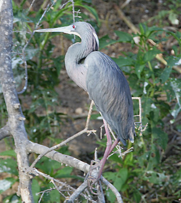 Tricolored Heron