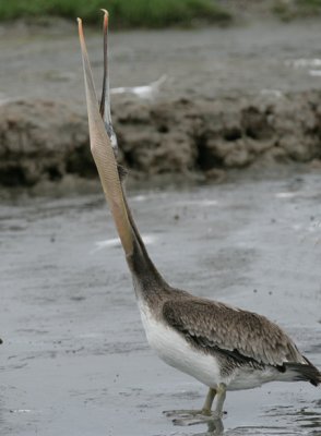 Brown Pelican stretching his neck