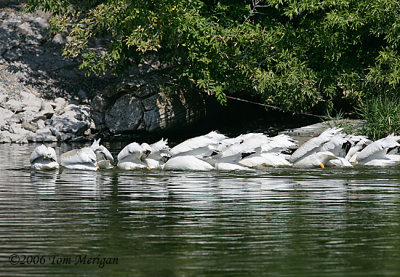 5.American White Pelicans fishing