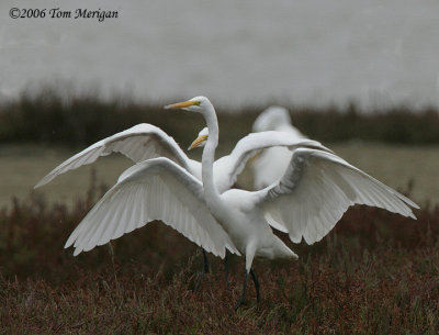 2.Great Egrets in a dance