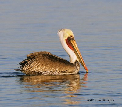 Brown Pelican,mature male in full breeding plumage