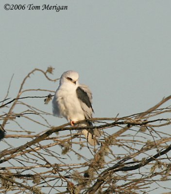 White-tailed Kite