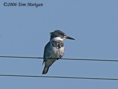 Belted Kingfisher,male