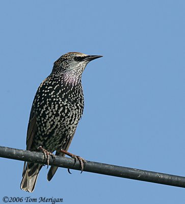 European Starling,adult nonbreedng