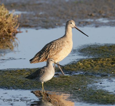 Marbled Godwit and a Dowicher for contrast