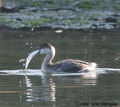 Eared Grebe can not let go