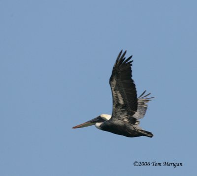 Brown Pelican in flight