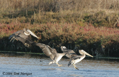 Brown Pelicans landing
