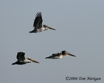 Brown Pelicans in flight