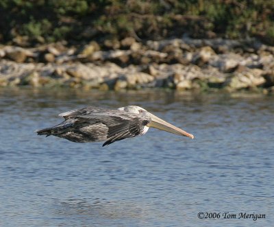 Brown Pelican in flight