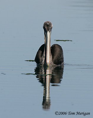 Brown Pelican