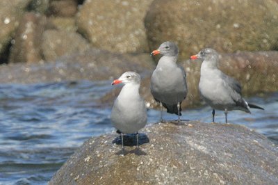 Hermann's gulls,nonbreeding adult