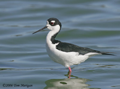 Black-necked Stilt,male