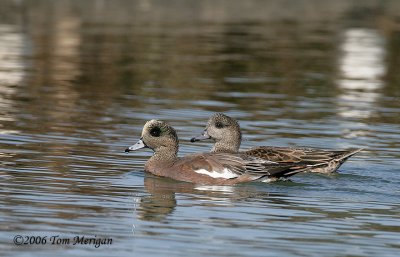 American Wigeon,male and female pair