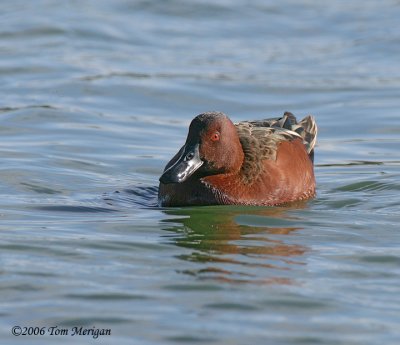 Cinnamon Teal,male