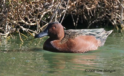 Cinnamon Teal,male