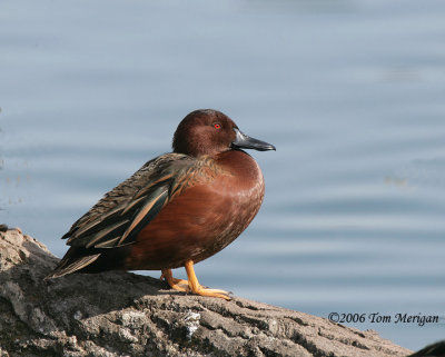 Cinnamon Teal,male out of the water