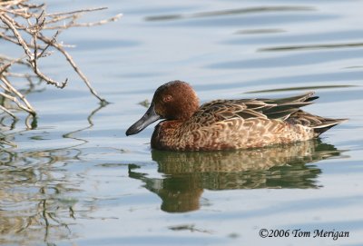 Cinnamon Teal,female