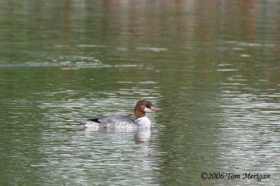Common Merganser,female in breeding plumage