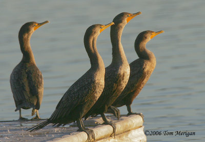 Double-crested Cormorants at dusk