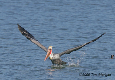 2.Brown Pelican flight sequence