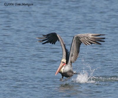 3.Brown Pelican flight sequence