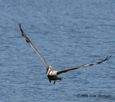 5.Brown Pelican flight sequence