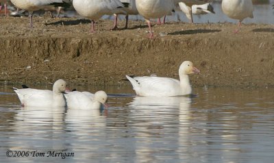 Ross's Geese and a Snow Goose