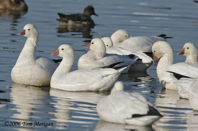 Ross's Geese